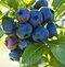 Čučoriedka kanadská ´ELISABETH´, výška 40/50 cm, v črepníku 2l Vaccinium corymbosum Darrow