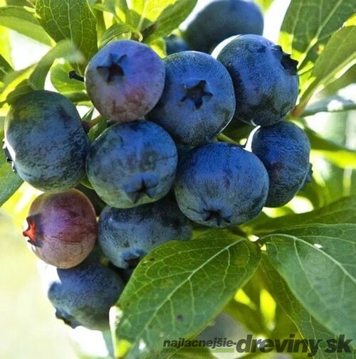 Čučoriedka kanadská ´ELISABETH´, výška 40/50 cm, v črepníku 2l Vaccinium corymbosum Darrow