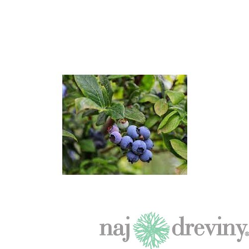 Čučoriedka kanadská ´Hannah‘s Choice´, výška 40/50 cm, v črepníku 2l Vaccinium corymbosum Hannah‘s Choice