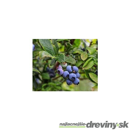 Čučoriedka kanadská ´Hannah‘s Choice´, výška 40/50 cm, v črepníku 2l Vaccinium corymbosum Hannah‘s Choice