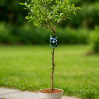 Čučoriedka kanadská ´PATRIOT´ na kmienku 60/80cm, v črepníku Vaccinium corymbosum Patriot