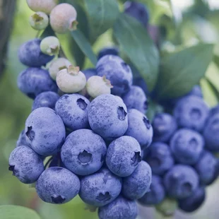 Čučoriedka kanadská ´Patriot´, výška 55/75 cm, v črepníku Vaccinium corymbosum Patriot