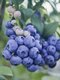 Čučoriedka kanadská ´Patriot´, výška 55/75 cm, v črepníku Vaccinium corymbosum Patriot