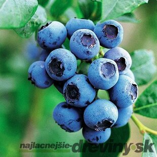 Čučoriedka kanadská ´SPARTAN´, výška 50/60 cm, v črepníku P11 Vaccinium corymbosum Spartan