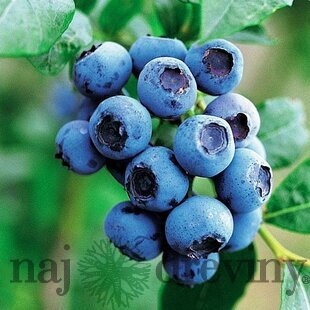 Čučoriedka kanadská ´SPARTAN´, výška 50/60 cm, v črepníku P11 Vaccinium corymbosum Spartan