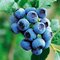 Čučoriedka kanadská ´SPARTAN´, výška 50/60 cm, v črepníku P11 Vaccinium corymbosum Spartan