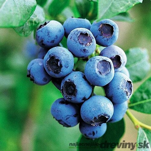Čučoriedka kanadská ´SPARTAN´, výška 50/60 cm, v črepníku P11 Vaccinium corymbosum Spartan