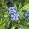 Čučoriedka kanadská´BLUECORP´, výška 50/70 cm, v črepníku Vaccinium corymbosum ‘Bluecorp‘