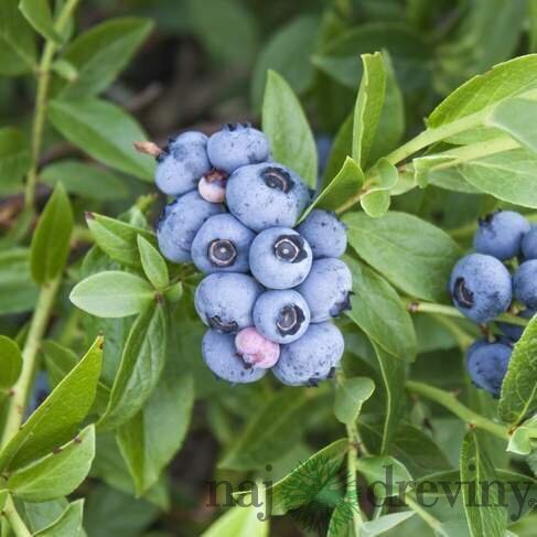 Čučoriedka kanadská´BLUECORP´, výška 50/70 cm, v črepníku Vaccinium corymbosum ‘Bluecorp‘