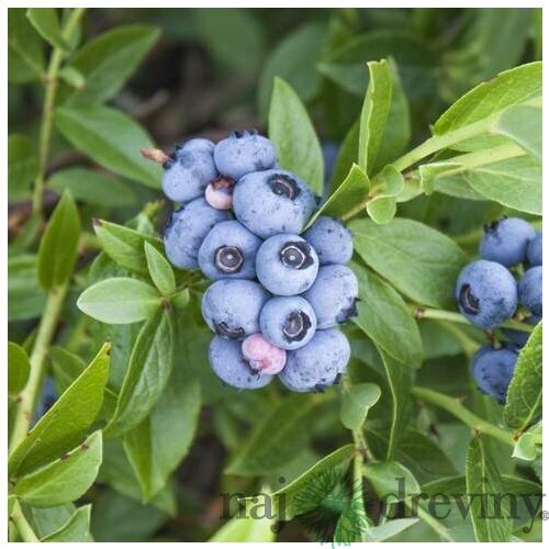 Čučoriedka kanadská´BLUECORP´, výška 50/70 cm, v črepníku Vaccinium corymbosum ‘Bluecorp‘