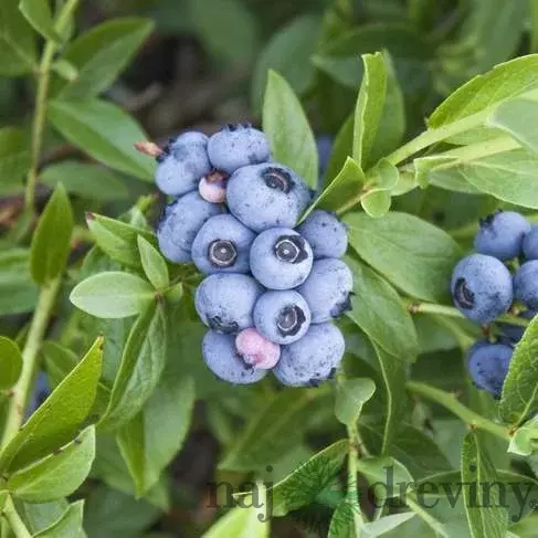 Čučoriedka kanadská´BLUECORP´, výška 50/70 cm, v črepníku Vaccinium corymbosum ‘Bluecorp‘
