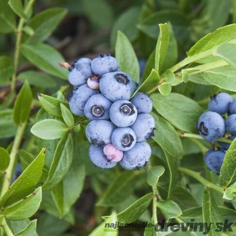 Čučoriedka kanadská´BLUECORP´, výška 50/70 cm, v črepníku Vaccinium corymbosum ‘Bluecorp‘