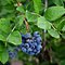 Čučoriedka kanadská´BLUECORP´, výška 60/80 cm, v črepníku 5l Vaccinium corymbosum Bluecorp