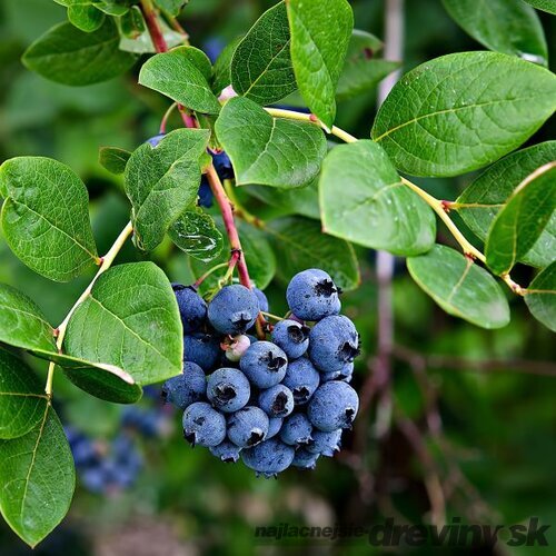 Čučoriedka kanadská´BLUECORP´, výška 60/80 cm, v črepníku 5l Vaccinium corymbosum Bluecorp