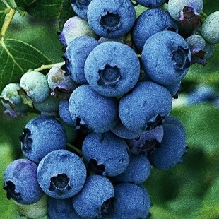 Čučoriedka Patriot, výška 100/110 cm, už bohato rodiaca, v kvetináči Vaccinium corymbosum Patriot