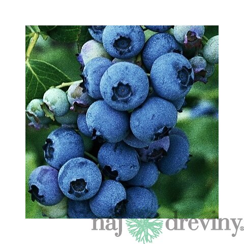 Čučoriedka Patriot, výška 100/110 cm, už bohato rodiaca, v kvetináči Vaccinium corymbosum Patriot