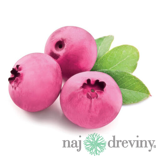 Čučoriedka Pink Marmelade ružová, výška 40/60 cm, v črepníku Vaccinum corymbosum Pink Lemonade