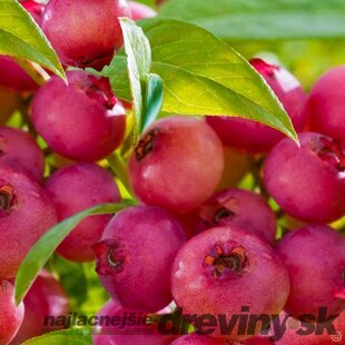 Čučoriedka veľkoplodá Pink Lemonade (ružová) 20/50 cm, v črepníku 1,5 l Vaccinium corymbosum Pink Lemonade