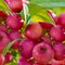 Čučoriedka veľkoplodá Pink Lemonade (ružová) 20/50 cm, v črepníku 1,5 l Vaccinium corymbosum Pink Lemonade