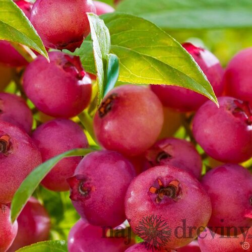 Čučoriedka veľkoplodá Pink Lemonade (ružová) 20/50 cm, v črepníku 1,5 l Vaccinium corymbosum Pink Lemonade