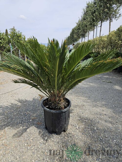 Cykas japonský na kmienku 10/20 cm výška 60/80 cm v črepníku 10l Cycas Revoluta