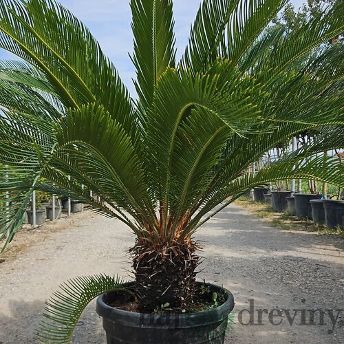 Cykas japonský na kmienku 40/50 cm výška 125/150 cm v črepníku 45l Cycas Revoluta