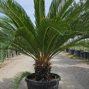 Cykas japonský na kmienku 40/50 cm výška 125/150 cm v črepníku 45l Cycas Revoluta
