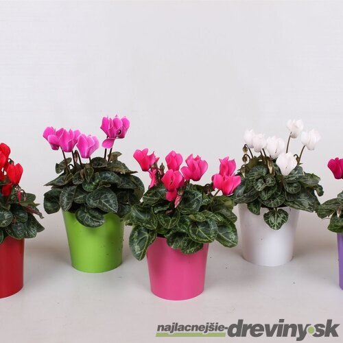 Cyklamén Super Serie Verano - Pestrofarebná krása pre interiér aj exteriér 15/25 cm, v črepníku Cyclamen Super Serie Verano