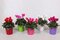 Cyklamén Super Serie Verano - Pestrofarebná krása pre interiér aj exteriér 15/25 cm, v črepníku Cyclamen Super Serie Verano