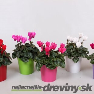 Cyklamén Super Serie Verano - Pestrofarebná krása pre interiér aj exteriér 15/25 cm, v črepníku Cyclamen Super Serie Verano