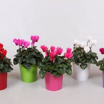 Cyklamén Super Serie Verano - Pestrofarebná krása pre interiér aj exteriér 15/25 cm, v črepníku Cyclamen Super Serie Verano
