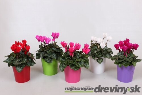 Cyklamén Super Serie Verano - Pestrofarebná krása pre interiér aj exteriér 15/25 cm, v črepníku Cyclamen Super Serie Verano