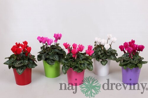 Cyklamén Super Serie Verano - Pestrofarebná krása pre interiér aj exteriér 15/25 cm, v črepníku Cyclamen Super Serie Verano