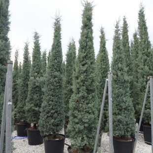 Cyprus Arizónsky fastigiata 80/100 cm, v črepníku 30L Cupressus arizonica fastigiata
