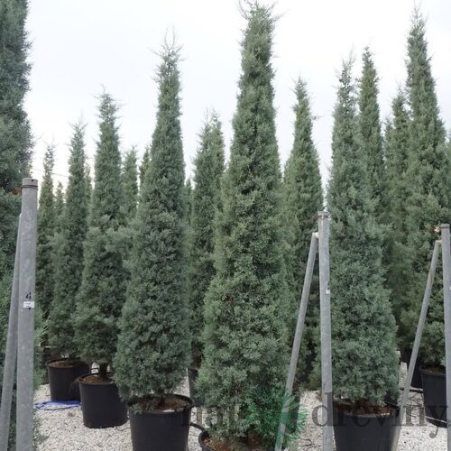 Cyprus Arizónsky fastigiata 80/100 cm, v črepníku 30L Cupressus arizonica fastigiata