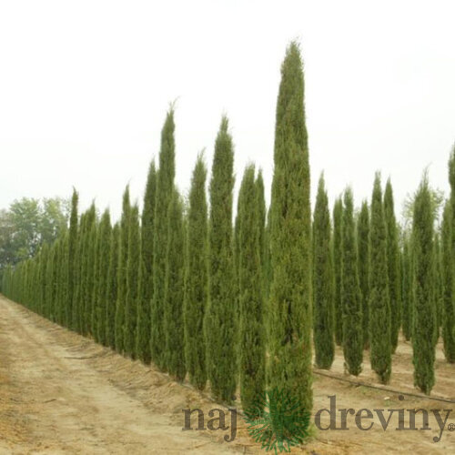 Cyprus vždyzelený Pyramidalis, výška 80/100 cm, v črepníku 10l Cuperssus semperv. Pyramidalis