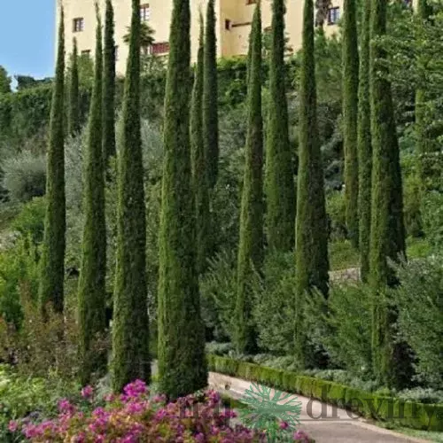 Cyprus vždyzelený Totem 180/200 cm, v črepníku 10l Cuperssus semperv. Totem