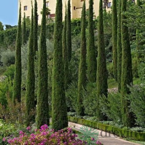 Cyprus vždyzelený Totem 180/200 cm, v črepníku 10l Cuperssus semperv. Totem