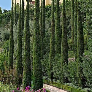 Cyprus vždyzelený Totem, výška 30/50 cm, v črepníku Cuperssus semperv. Totem