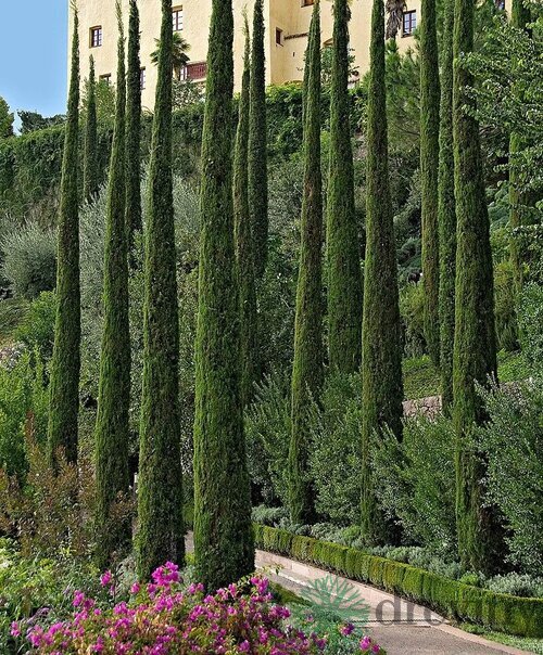 Cyprus vždyzelený Totem, výška 30/50 cm, v črepníku Cuperssus semperv. Totem