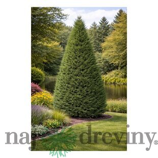 Cyprusovec Leylandský 170/200cm v črepníku 15l Cupressocyparis Leylandii