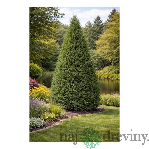 Cyprusovec Leylandský 170/200cm v črepníku 15l Cupressocyparis Leylandii