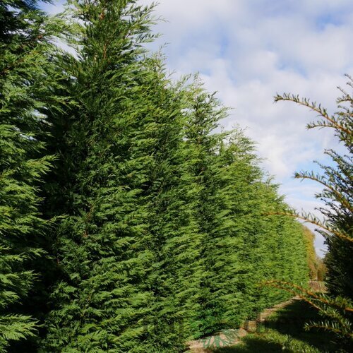 Cyprusovec leylandský 20/30 cm, v črepníku P8 Cupressocyparis leylandii