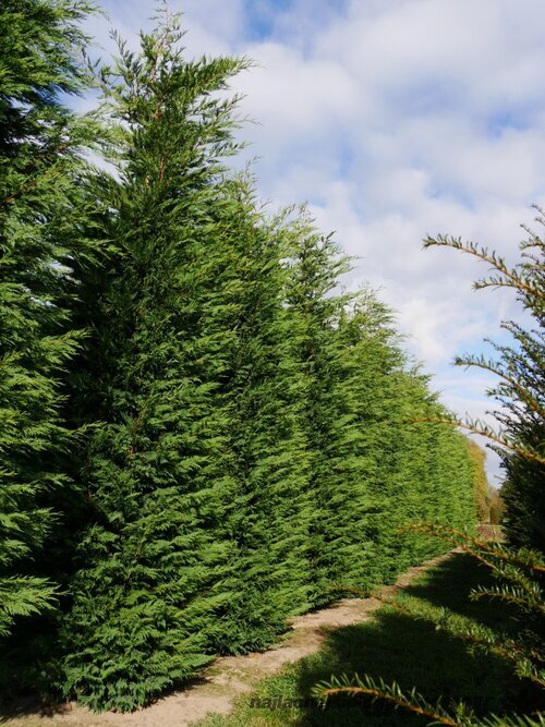 Cyprusovec leylandský 20/30 cm, v črepníku P8 Cupressocyparis leylandii