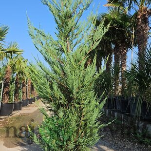 Cyprusovec Leylandský 250/300 cm v črepníku 45l Cupressocyparis Leylandii