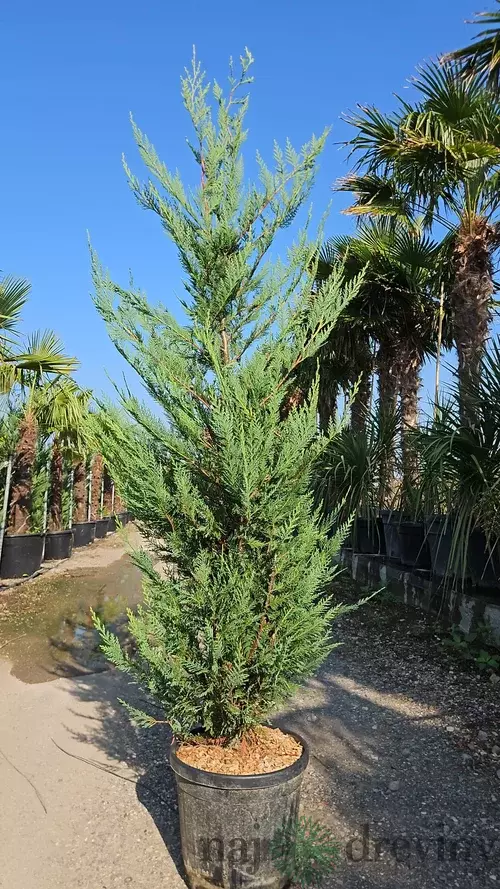 Cyprusovec Leylandský 300/350 cm v črepníku 45l Cupressocyparis Leylandii
