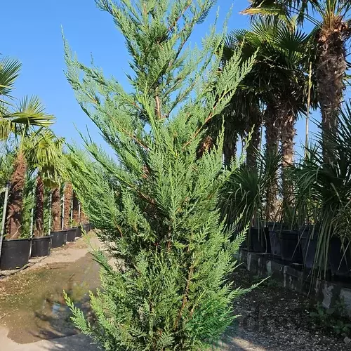 Cyprusovec Leylandský 300/350 cm v črepníku 45l Cupressocyparis Leylandii