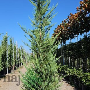 Cyprusovec Leylandský 300/400 cm v črepníku 35 l Cupressocyparis Leylandii
