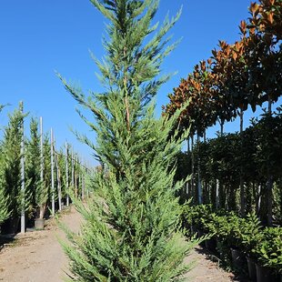 Cyprusovec Leylandský 350/400 cm v črepníku 70l Cupressocyparis Leylandii