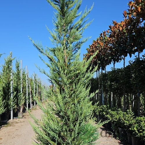 Cyprusovec Leylandský 350/400 cm v črepníku 70l Cupressocyparis Leylandii